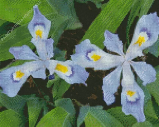 Dwarf Crested Iris Flower Diamond Painting