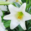 Easter Lilies Diamond Painting