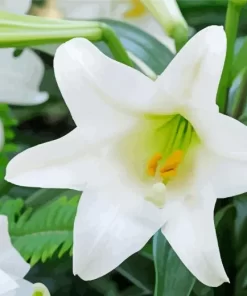 Easter Lilies Diamond Painting