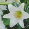 Easter Lilies Diamond Painting