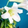 Easter Lilies Close Up Diamond Painting