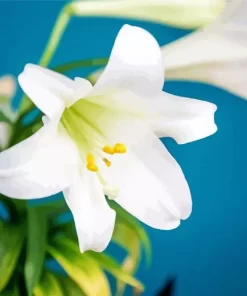 Easter Lilies Close Up Diamond Painting