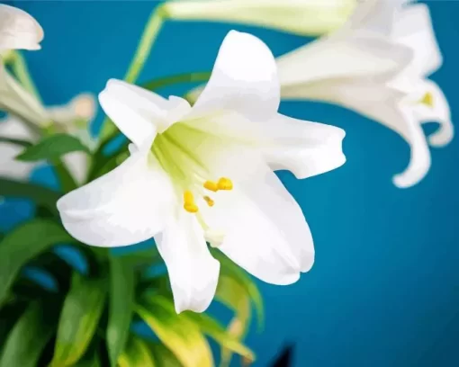 Easter Lilies Close Up Diamond Painting