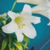 Easter Lilies Close Up Diamond Painting