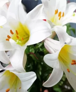 Easter Lilies Flowers Diamond Painting