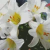 Easter Lilies Flowers Diamond Painting