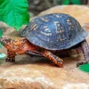 Eastern Box Turtle Diamond Painting