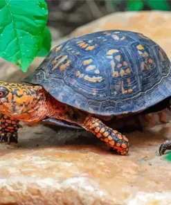 Eastern Box Turtle Diamond Painting