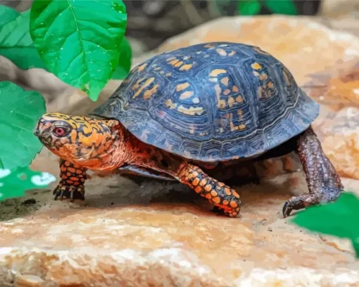 Eastern Box Turtle Diamond Painting