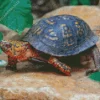 Eastern Box Turtle Diamond Painting