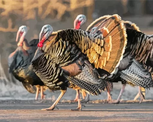 Eastern Wild Turkey Meleagris Diamond Painting