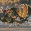 Eastern Wild Turkey Meleagris Diamond Painting