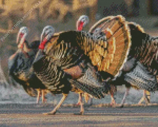 Eastern Wild Turkey Meleagris Diamond Painting