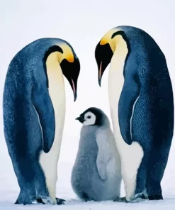 Emperor Penguins Bird Diamond Painting