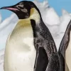 Emperor Penguins Close Up Diamond Painting