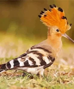 Eurasian Hoopoe Diamond Painting