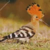 Eurasian Hoopoe Diamond Painting