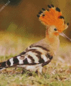 Eurasian Hoopoe Diamond Painting