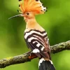 Eurasian Hoopoe Bird Diamond Painting