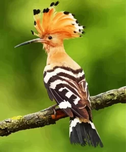 Eurasian Hoopoe Bird Diamond Painting