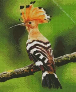 Eurasian Hoopoe Bird Diamond Painting