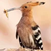 Eurasian Hoopoe Close Up Diamond Painting