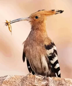 Eurasian Hoopoe Close Up Diamond Painting