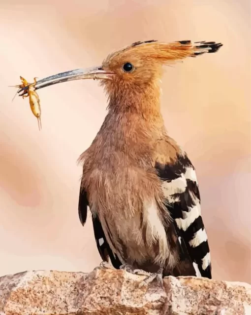 Eurasian Hoopoe Close Up Diamond Painting