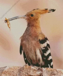 Eurasian Hoopoe Close Up Diamond Painting