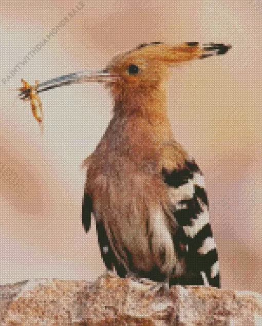 Eurasian Hoopoe Close Up Diamond Painting