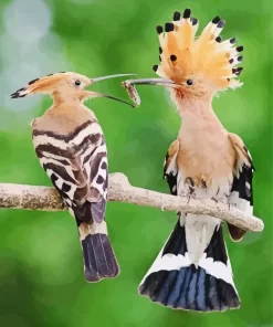 Eurasian Hoopoe Pair Diamond Painting