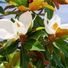 Evergreen Magnolia Flower Diamond Painting