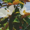 Evergreen Magnolia Flower Diamond Painting