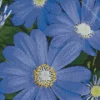 Felicia Amelloides Daisy Diamond Painting