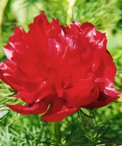 Fern Leaf Peony Diamond Painting