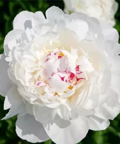 Festiva Maxima Peony Diamond Painting