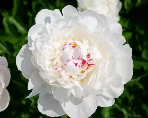 Festiva Maxima Peony Diamond Painting