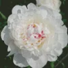 Festiva Maxima Peony Diamond Painting