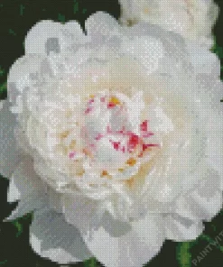 Festiva Maxima Peony Diamond Painting