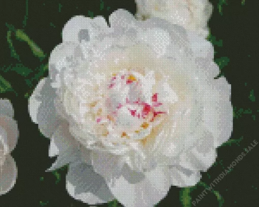 Festiva Maxima Peony Diamond Painting