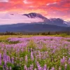 Field Of Lupine Diamond Painting