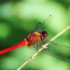 Flame Skimmer Dragonfly Insect Diamond Painting