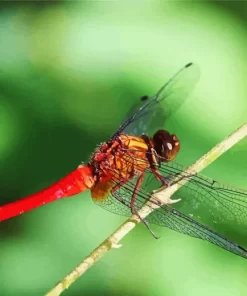 Flame Skimmer Dragonfly Insect Diamond Painting