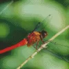 Flame Skimmer Dragonfly Insect Diamond Painting