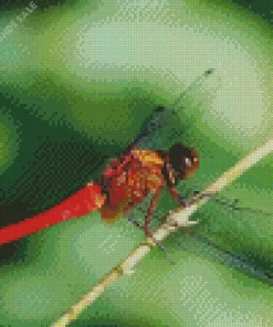 Flame Skimmer Dragonfly Insect Diamond Painting