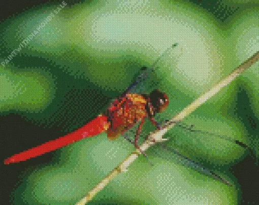 Flame Skimmer Dragonfly Insect Diamond Painting