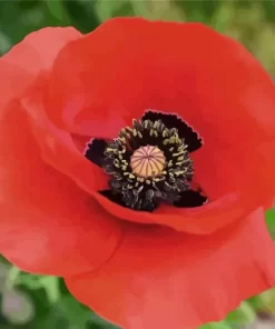 Flanders Poppy Diamond Painting