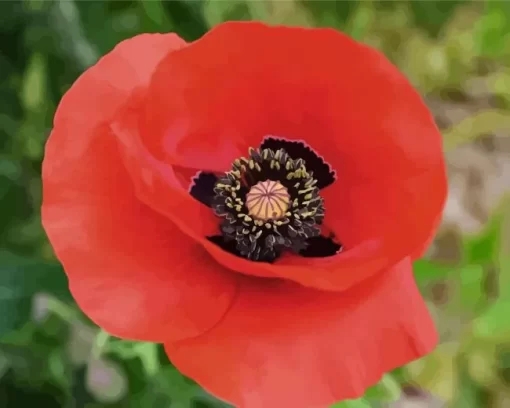 Flanders Poppy Diamond Painting