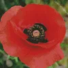 Flanders Poppy Diamond Painting