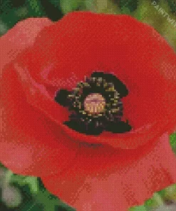 Flanders Poppy Diamond Painting